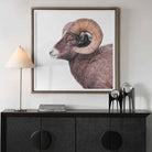 Big Horn Sheep Framed Print by Uttermost