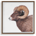Big Horn Sheep Framed Print by Uttermost
