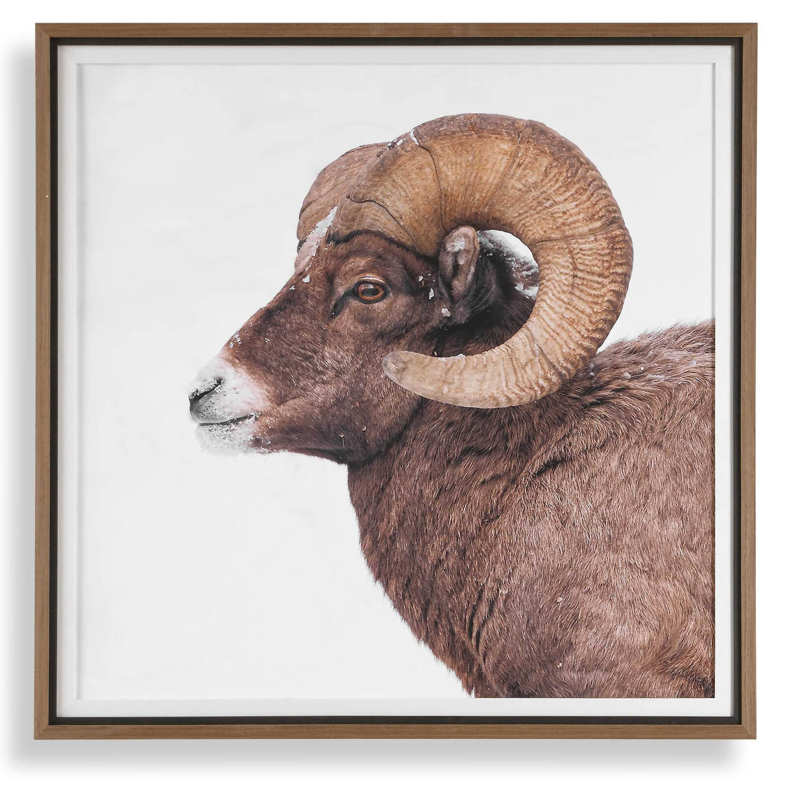 Big Horn Sheep Framed Print by Uttermost