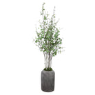 Aldis Potted River Birch by Uttermost