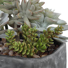 Alverio Desert Garden Succulents by Uttermost