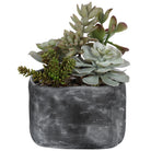 Alverio Desert Garden Succulents by Uttermost