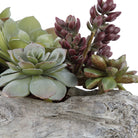 Charita Lush Succulents by Uttermost