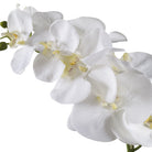 Cami White Orchid by Uttermost