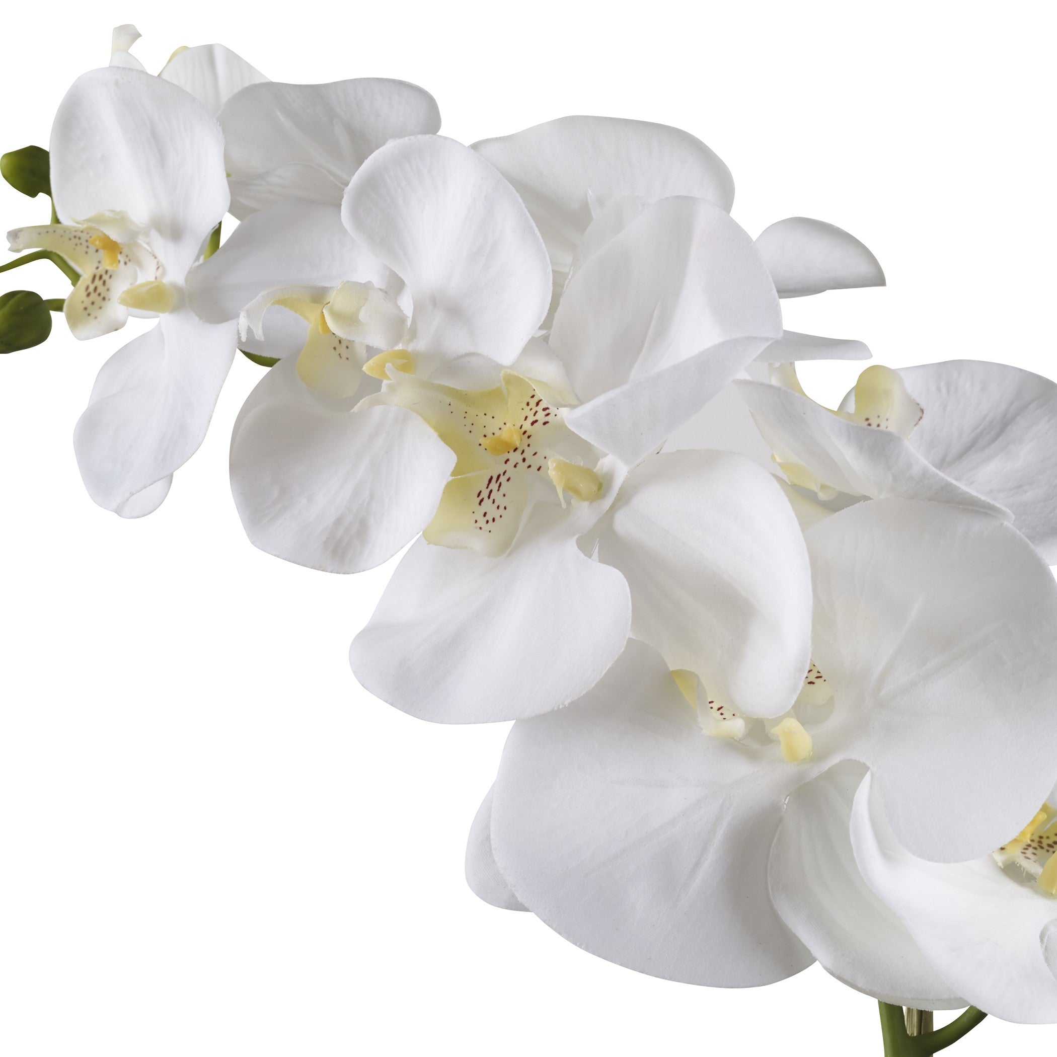 Cami White Orchid by Uttermost