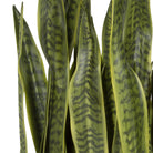 Fasita Brass Planter by Uttermost