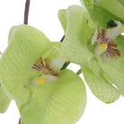 Valdive Orchid by Uttermost