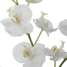 Glory Orchid by Uttermost