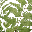 Country Ferns - Set of 2 by Uttermost