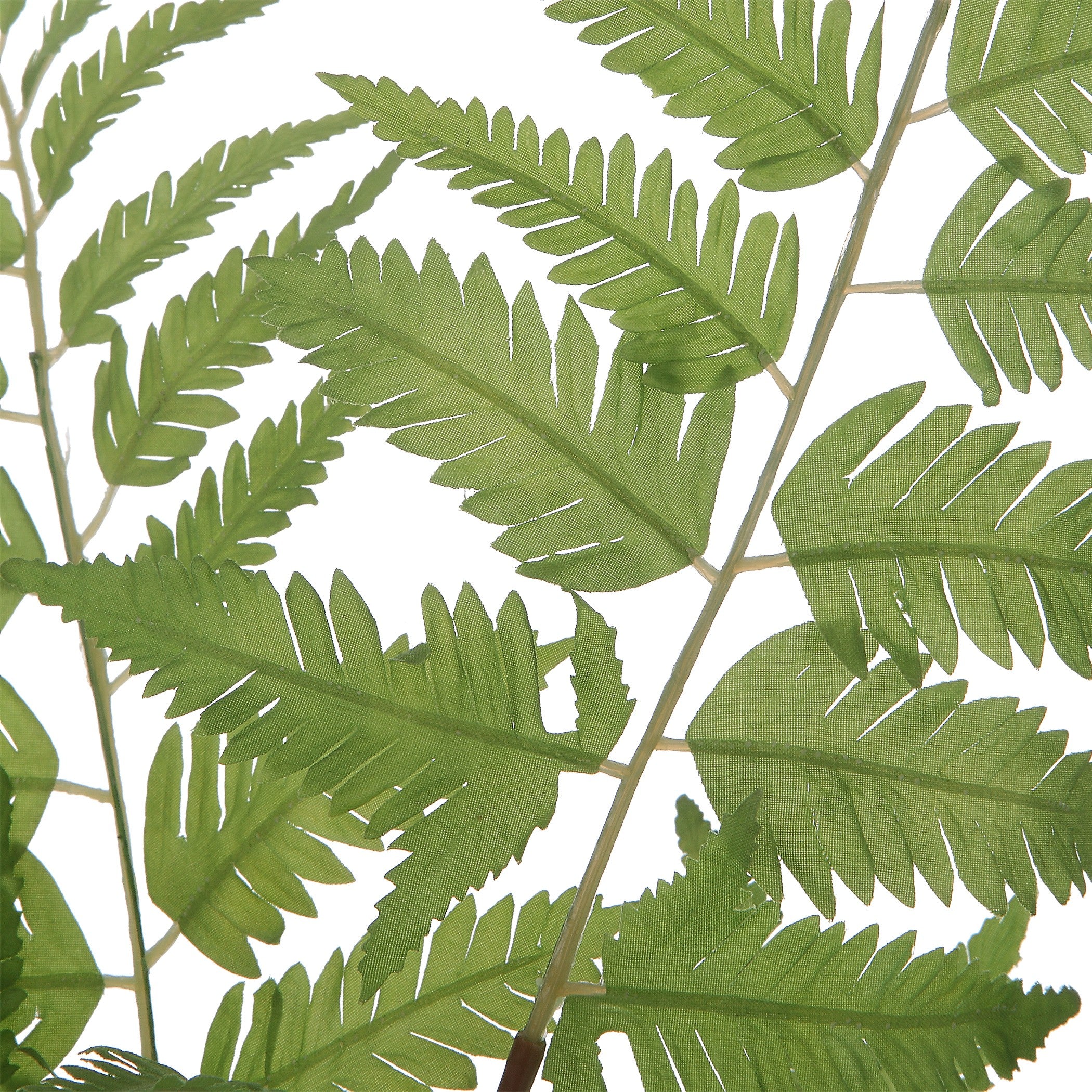 Country Ferns - Set of 2 by Uttermost