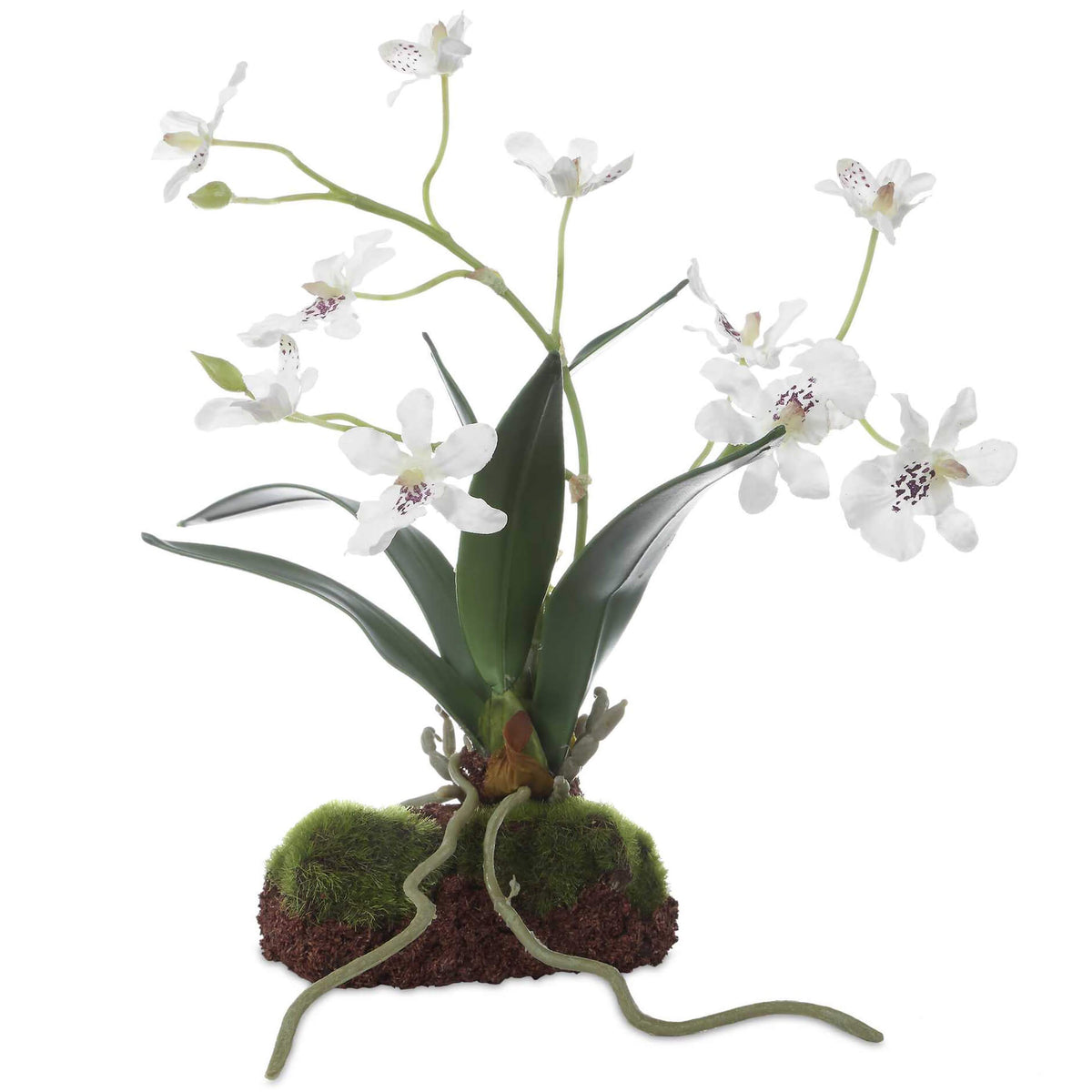 Clovis Orchid Drop-In Uttermost