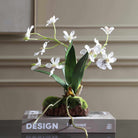 Clovis Orchid Drop-In by Uttermost