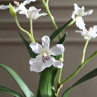 Clovis Orchid Drop-In Uttermost