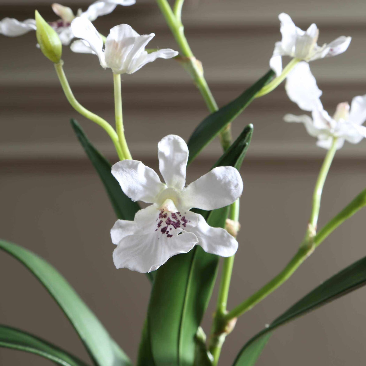 Clovis Orchid Drop-In Uttermost
