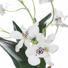 Clovis Orchid Drop-In Uttermost