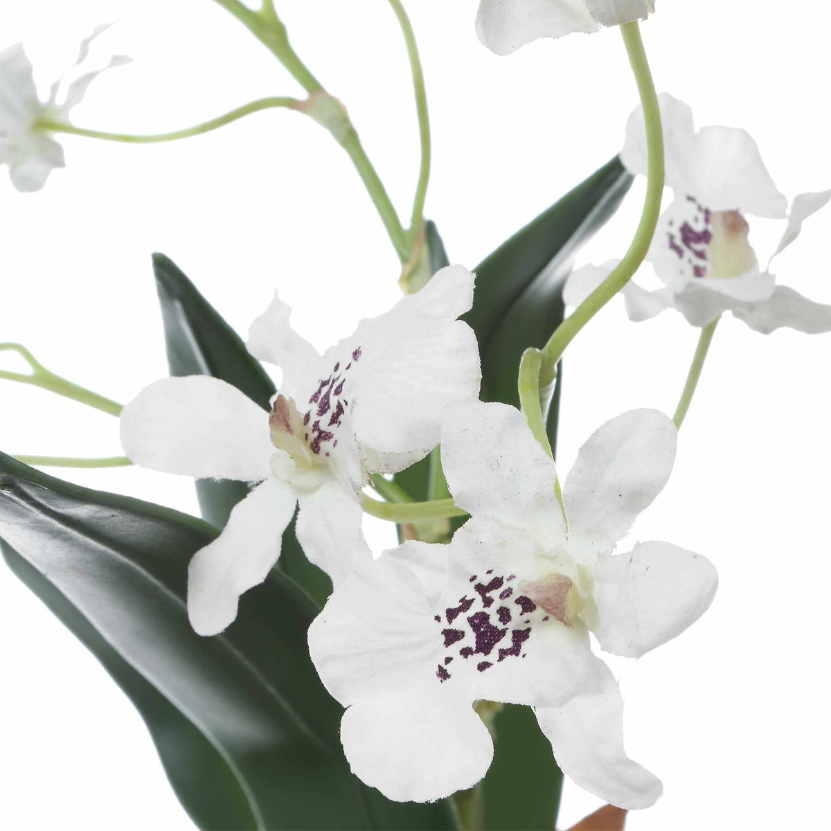 Clovis Orchid Drop-In Uttermost