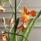Dancing Orchid In Glass Vase Uttermost