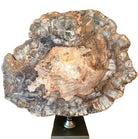 Ivor Petrified Wood Sculpture Keiichi