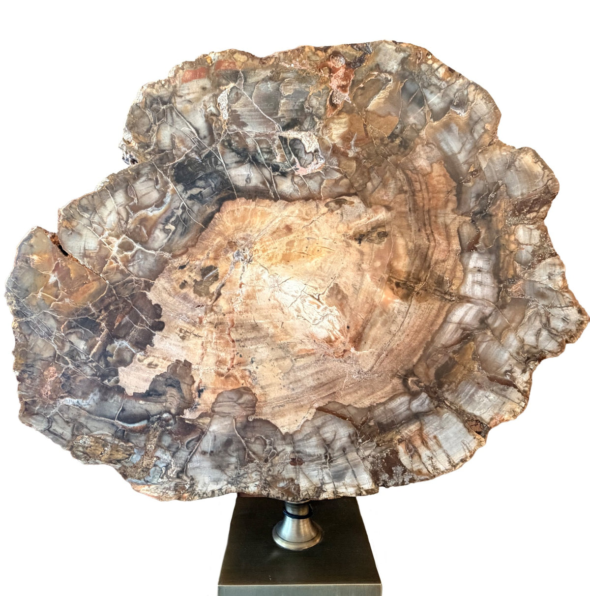 Ivor Petrified Wood Sculpture Keiichi
