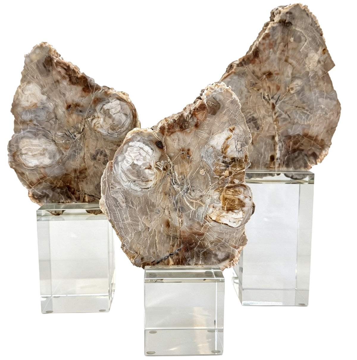 Bram Petrified Wood Sculpture - Large Keiichi