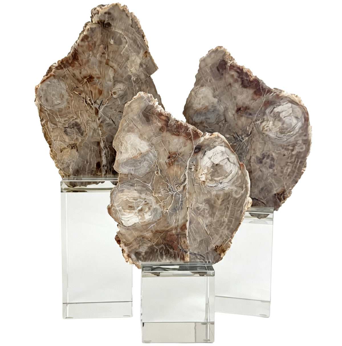 Bram Petrified Wood Sculpture - Large Keiichi