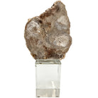 Bram Petrified Wood Sculpture - Medium Keiichi