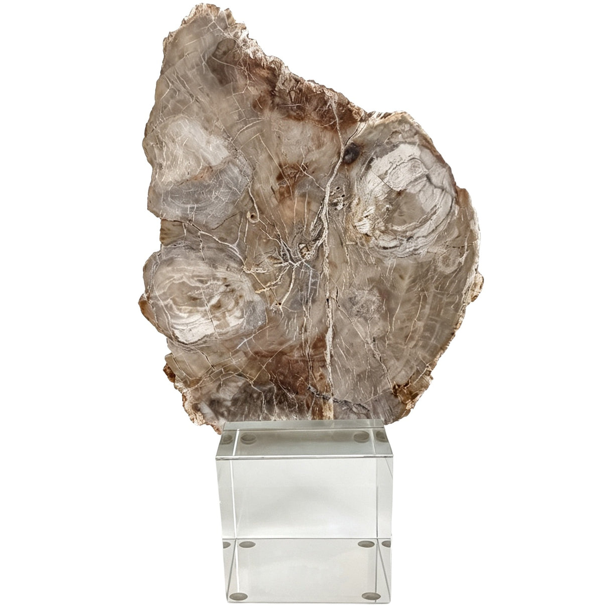 Bram Petrified Wood Sculpture - Small Keiichi