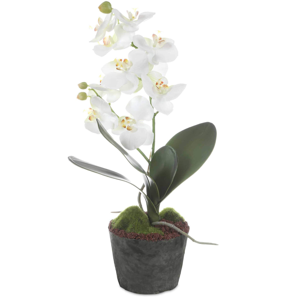 Laris Orchid Drop-In Uttermost