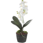 Laris Orchid Drop-In Uttermost