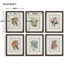 Orchid Botanical Framed Prints Set of 6 by Uttermost