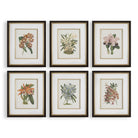 Orchid Botanical Framed Prints Set of 6 by Uttermost