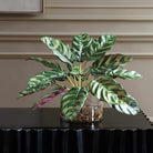 Peacock Plant Accent Uttermost