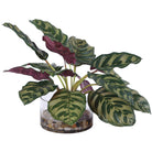 Peacock Plant Accent Uttermost