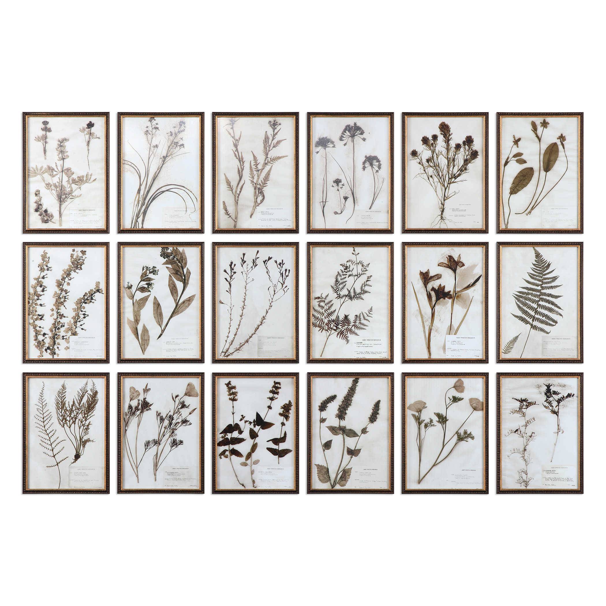 Botany Framed Prints - Set of 18 by Uttermost