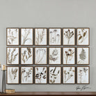 Botany Framed Prints - Set of 18 by Uttermost