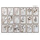 Botany Framed Prints - Set of 18 by Uttermost
