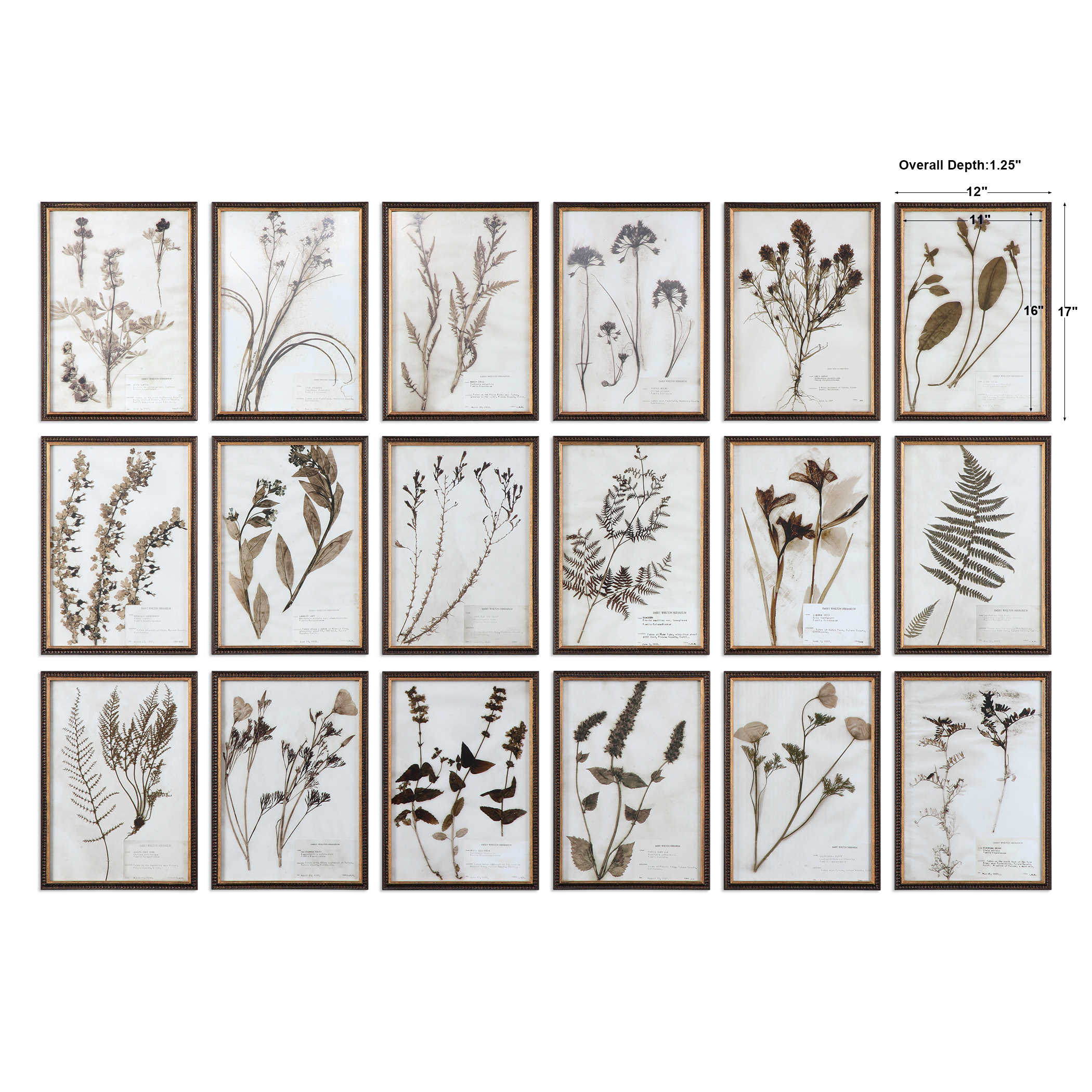 Botany Framed Prints - Set of 18 by Uttermost
