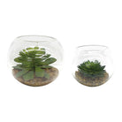 Eloy Terrariums - Set of 2 by Uttermost