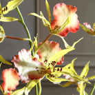Spider Orchid In Glass Vase Uttermost