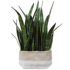 Sansera Snake Accent Plant Uttermost