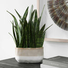 Sansera Snake Accent Plant Uttermost