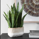 Sansera Snake Accent Plant by Uttermost