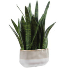 Sansera Snake Accent Plant Uttermost