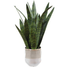 Sansera Snake Accent Plant Uttermost