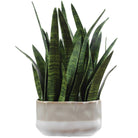 Sansera Snake Accent Plant Uttermost