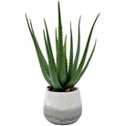 Veranda Indoor-Outdoor Aloe Plant by Uttermost