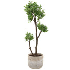 Arbor Strawberry Tree by Uttermost