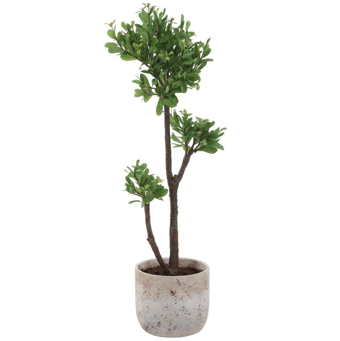 Arbor Strawberry Tree by Uttermost