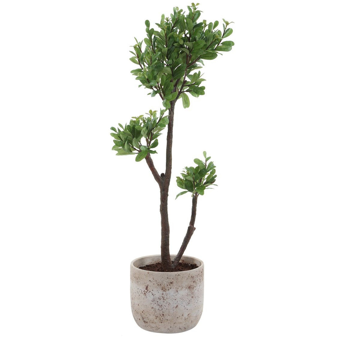 Arbor Strawberry Tree by Uttermost