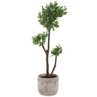Arbor Strawberry Tree by Uttermost